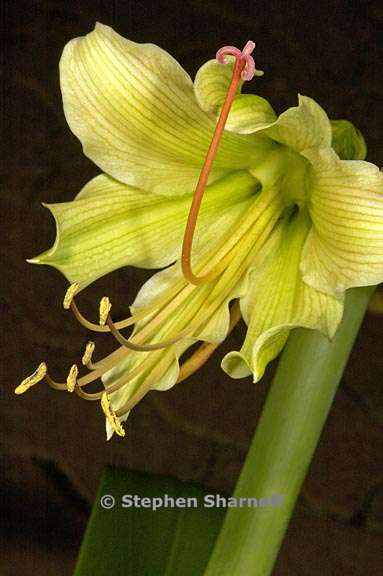 hippeastrum calyptratum 2 graphic